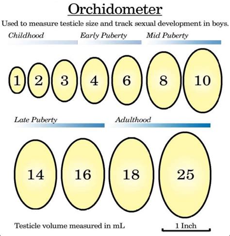 testicle size chart pictures|normal testicle size vs small testicles.